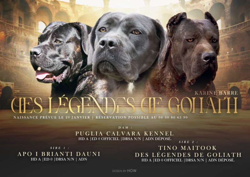 Cane Corso - des Légendes de Goliath