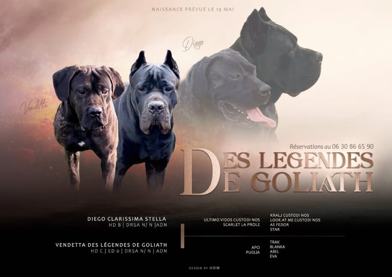 Cane Corso - des Légendes de Goliath