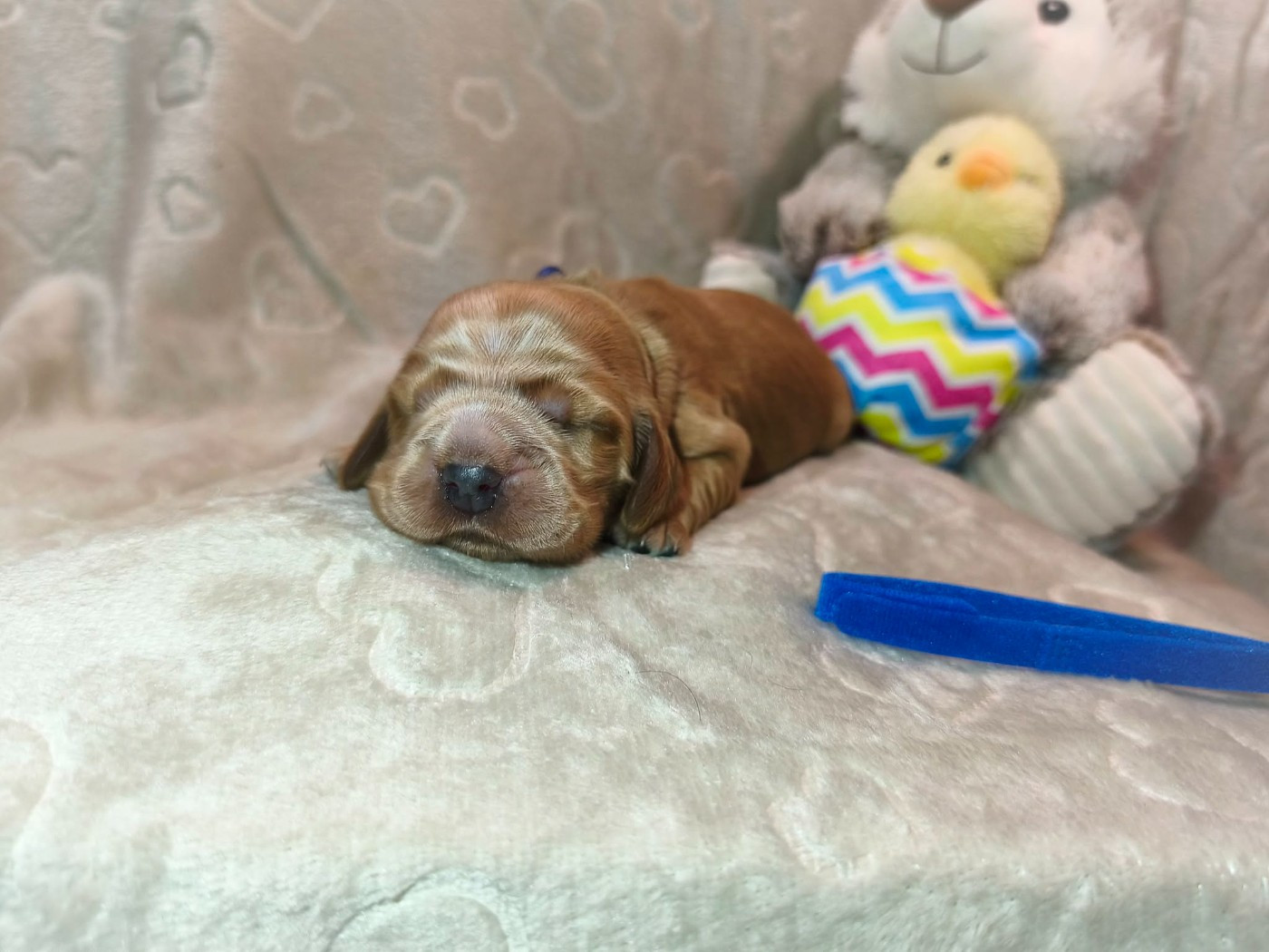 Bleu - Cocker Spaniel Anglais