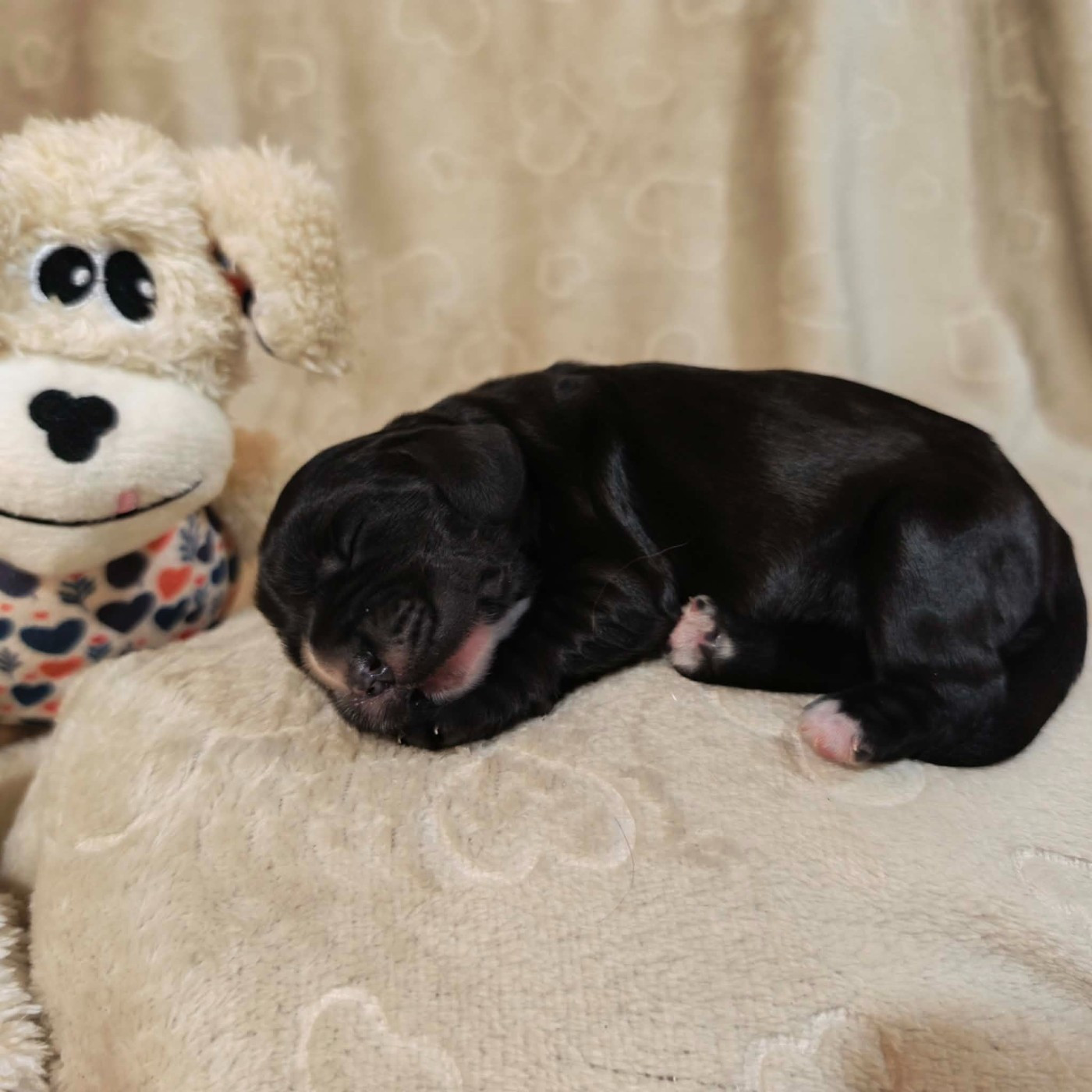 Noir - Cocker Spaniel Anglais