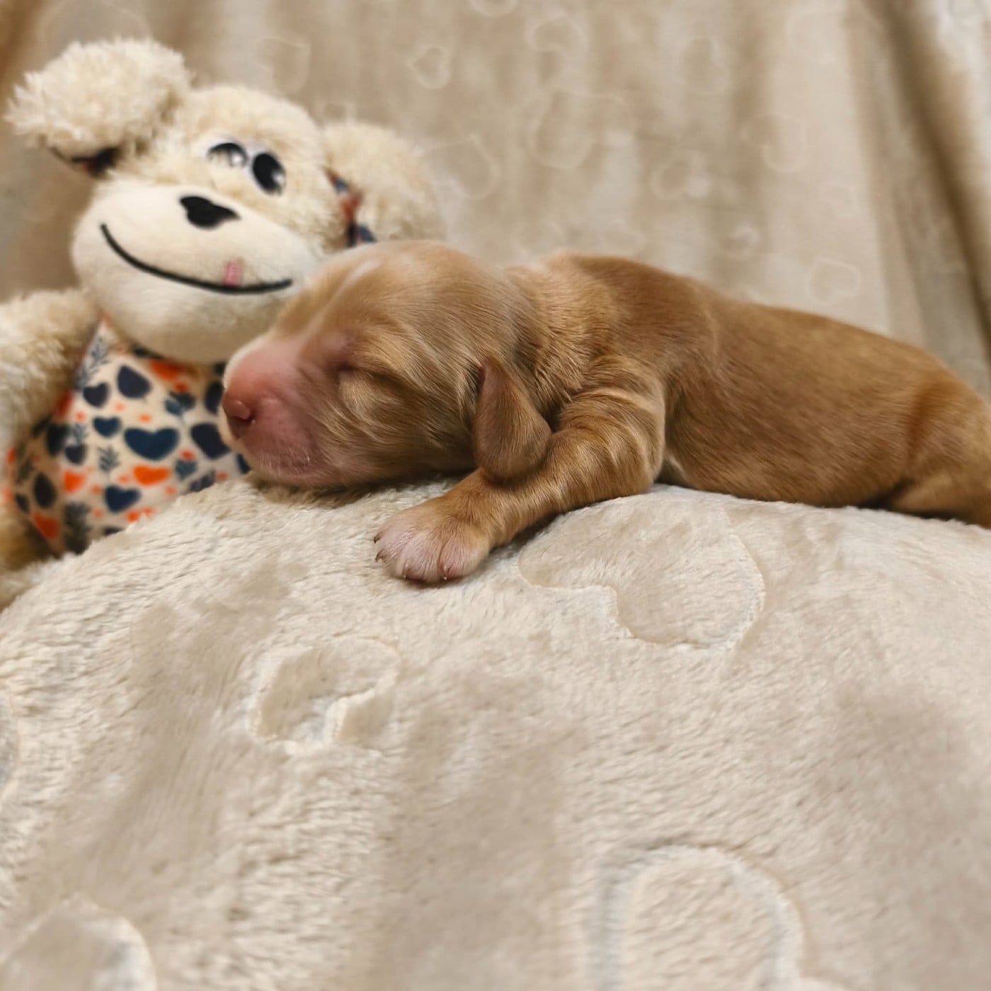 Fauve - Cocker Spaniel Anglais