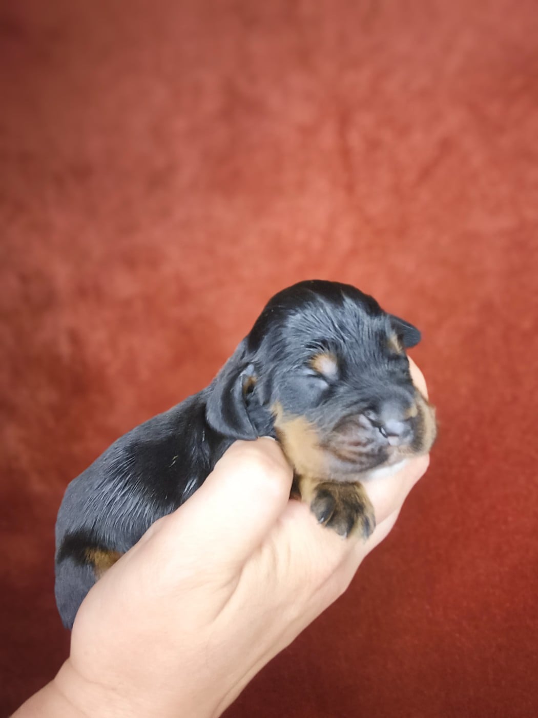 Noir et feu - Cocker Spaniel Anglais
