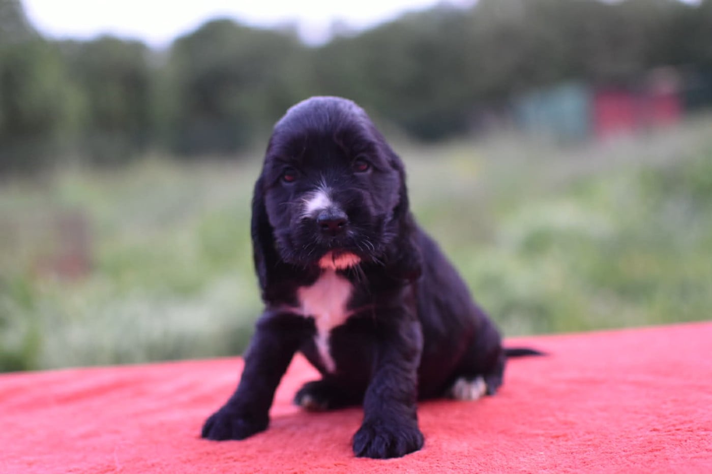Noir - Cocker Spaniel Anglais