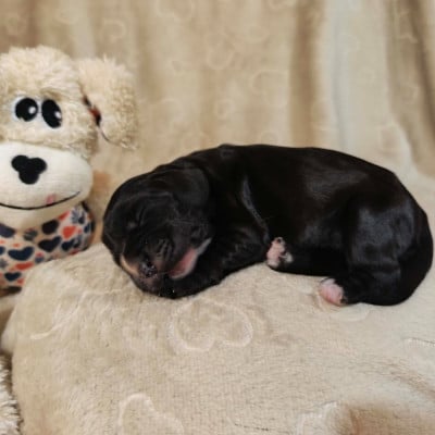 Les chiots de Cocker Spaniel Anglais