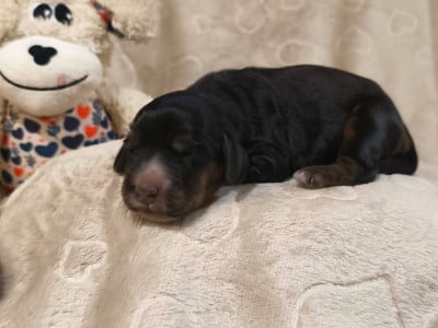 Les chiots de Cocker Spaniel Anglais