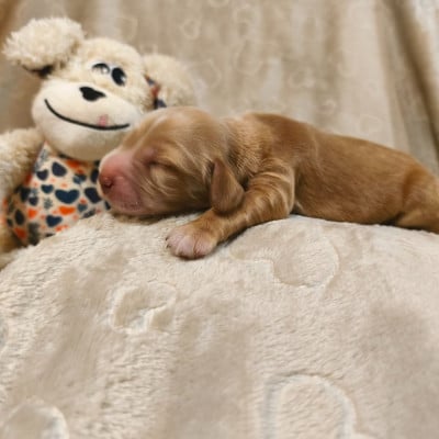 Les chiots de Cocker Spaniel Anglais