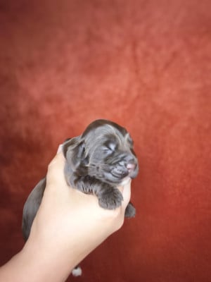 Les chiots de Cocker Spaniel Anglais