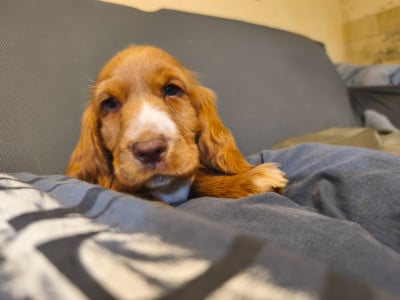 Les chiots de Cocker Spaniel Anglais