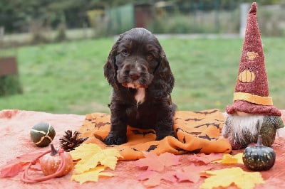 Les chiots de Cocker Spaniel Anglais