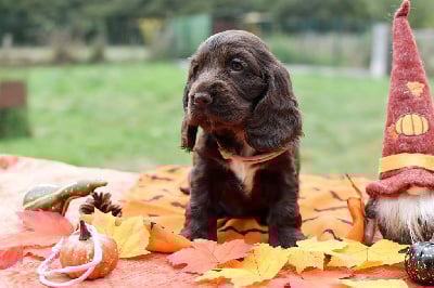 Les chiots de Cocker Spaniel Anglais