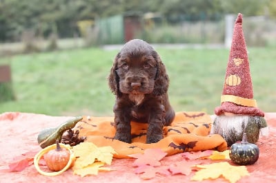 Les chiots de Cocker Spaniel Anglais