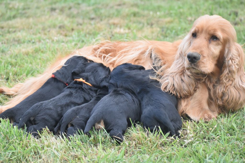 Chiots Cocker Anglais A Vendre