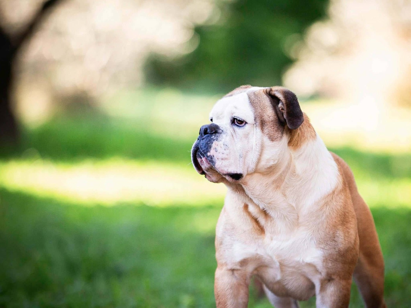 Publication : Des Brumes Du Luberon