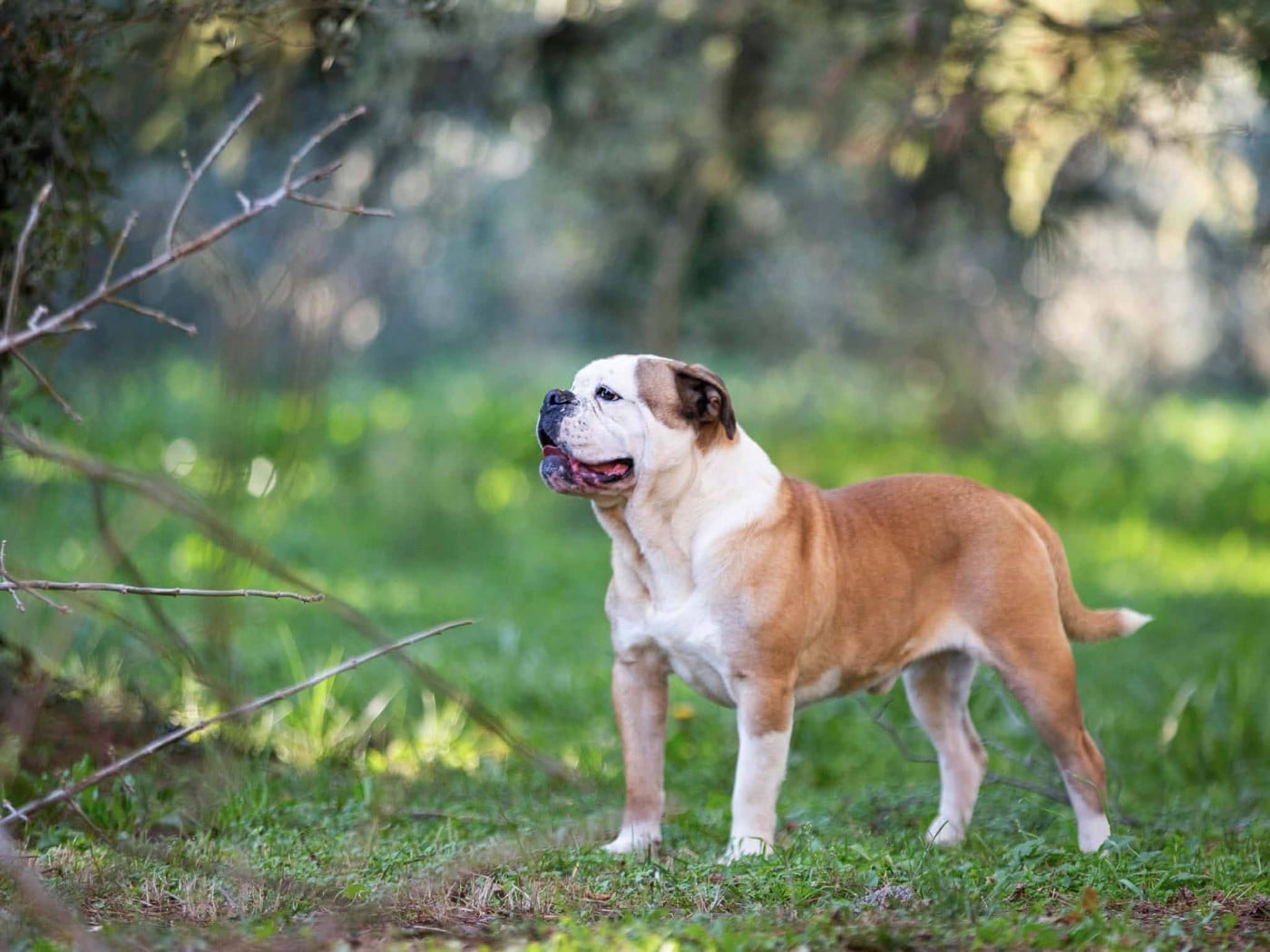 Publication : Des Brumes Du Luberon