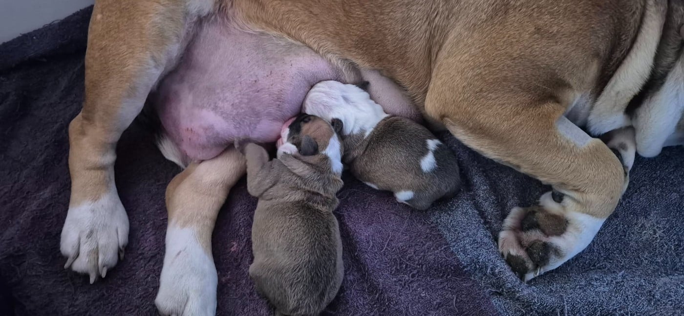 Chiot N°1 - Bulldog continental