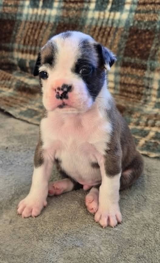BARNEY - Bulldog continental