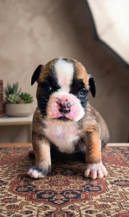 BABY BOYS - Bulldog continental