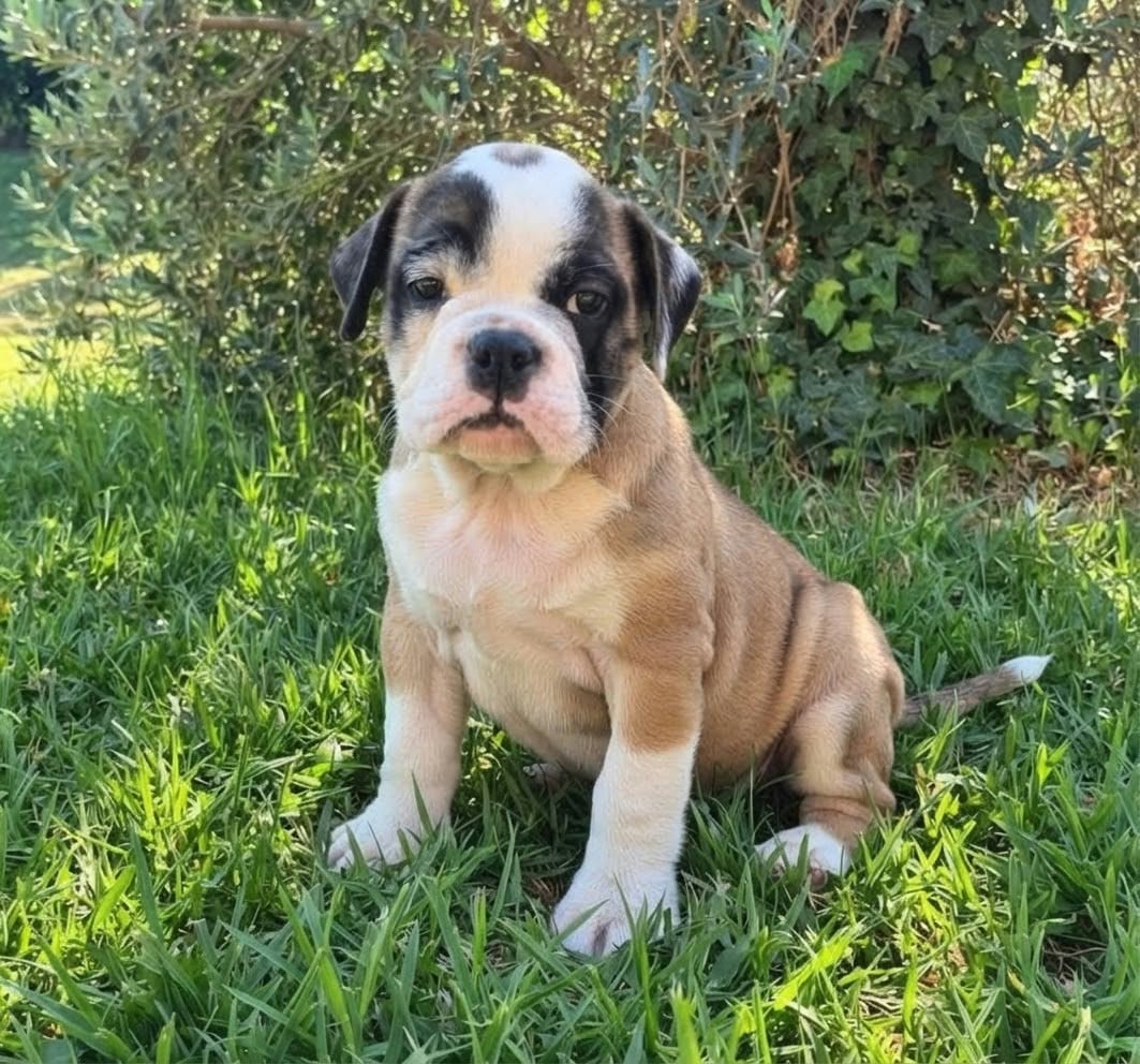 BARNEY - Bulldog continental