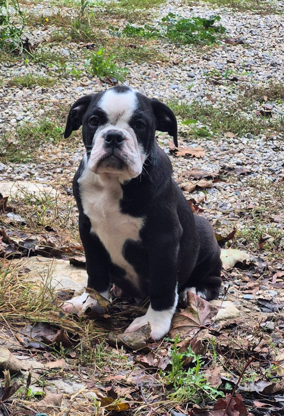 BENJI - Bulldog continental