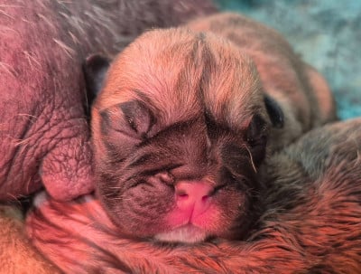 Les chiots de Bulldog continental