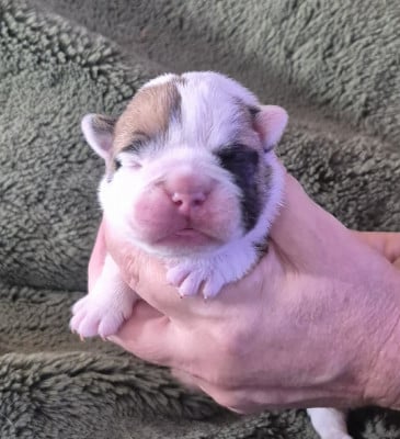 Les chiots de Bulldog continental