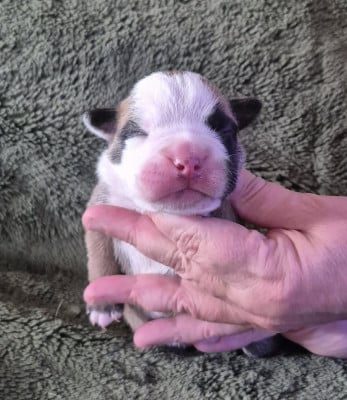 Les chiots de Bulldog continental