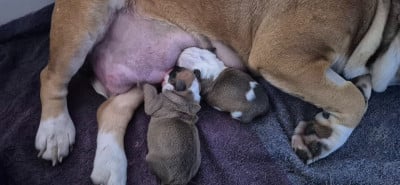 Les chiots de Bulldog continental