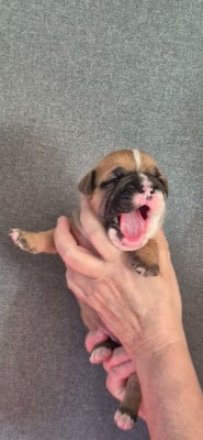 Les chiots de Bulldog continental