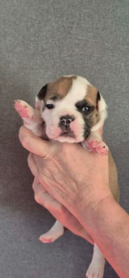 Les chiots de Bulldog continental