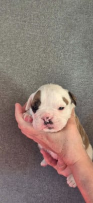 Les chiots de Bulldog continental