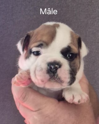 Les chiots de Bulldog continental