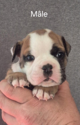 Les chiots de Bulldog continental