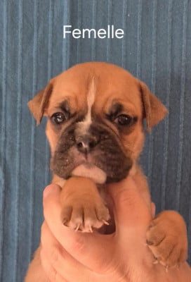 Les chiots de Bulldog continental