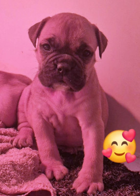 Les chiots de Bulldog continental