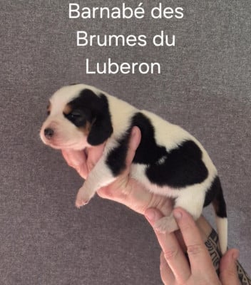 Les chiots de Basset Hound