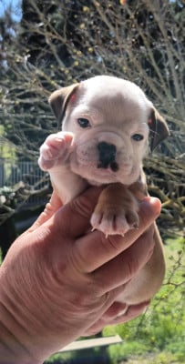 Les chiots de Bulldog continental