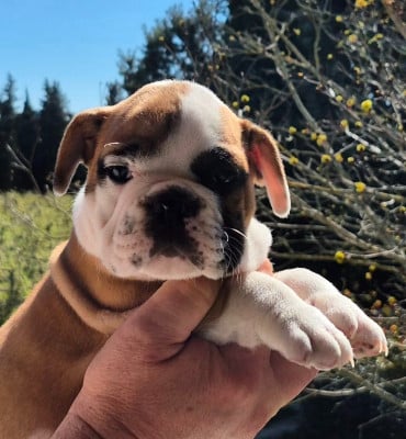 Les chiots de Bulldog continental