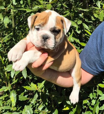 Les chiots de Bulldog continental