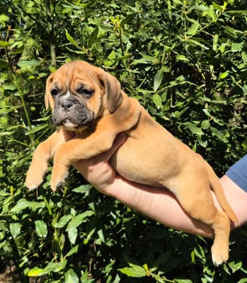 Les chiots de Bulldog continental