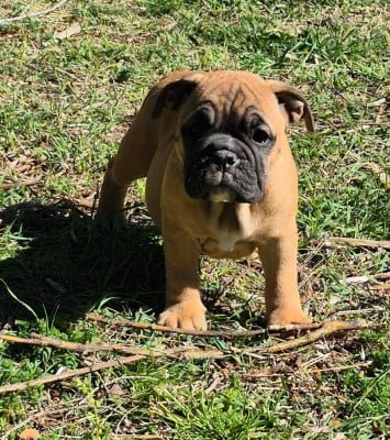 Les chiots de Bulldog continental