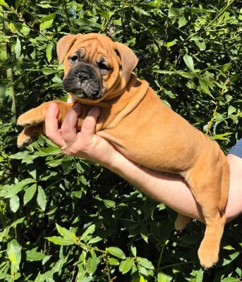 Les chiots de Bulldog continental
