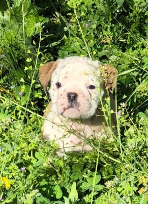 Les chiots de Bulldog continental