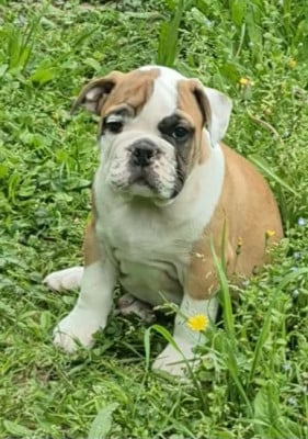 Les chiots de Bulldog continental