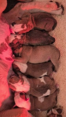 Les chiots de Bulldog continental