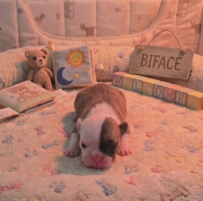 Les chiots de Bulldog continental