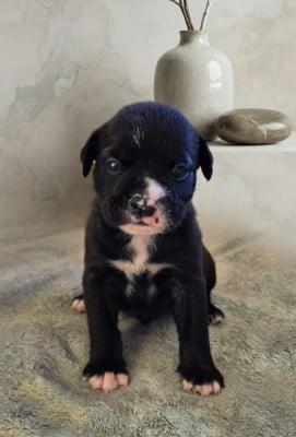 Les chiots de Bulldog continental