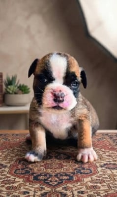 Les chiots de Bulldog continental