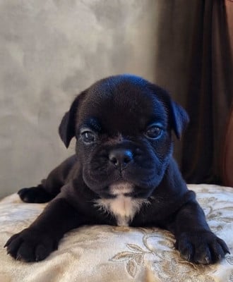 Les chiots de Bulldog continental