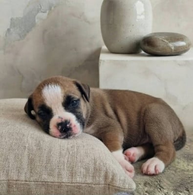 Les chiots de Bulldog continental