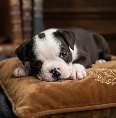 Les chiots de Bulldog continental